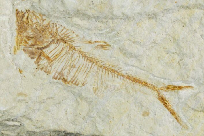 Juvenile Fossil Fish (Diplomystus) - Wyoming #357661
